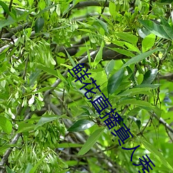 鲜花直播真人秀