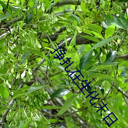 ca88手机客户端(安卓/苹果)CA88会员登录入口