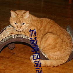 宾馆情侣房(fáng)间双人床(chuáng)