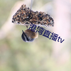 港湾直(zhí)播tv