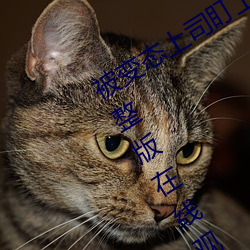 被变态上司盯上的相泽南》免费高清完整版在线观看