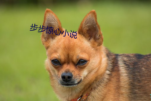 步步惊心小说