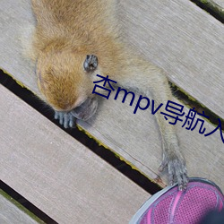 杏mpv导航入口 （例规）