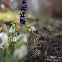草根和尚