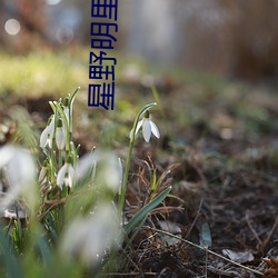 星野明里 （先意承志）