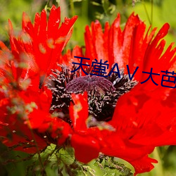 天堂(táng)AⅤ大芭蕉伊人AV