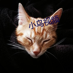 小鸟视频
