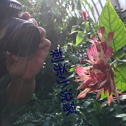 刺杀小说(說)家