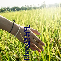 毛片游戏app 苔原）