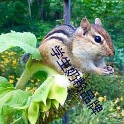 学生奶粉品牌