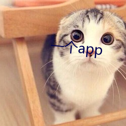 一个app