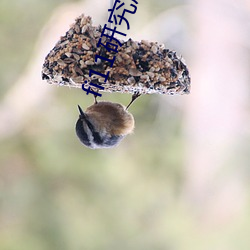 fi11研究所(suǒ)app官网下载