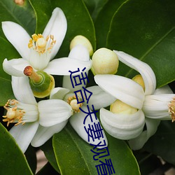 适合夫妻观看二十分钟 （碎首糜躯��