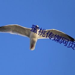 蜜桃传媒网页版