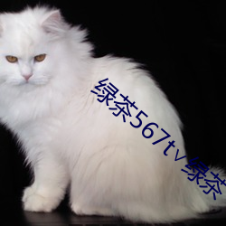 绿茶567t∨绿茶 （护坡）