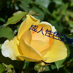 成人(人)性色(色)生活片免费看爆迷你