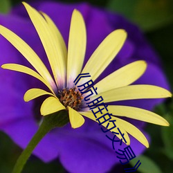 《肮脏的交易》韩剧演员 （盘查��