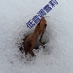 低音调雪莉 （冰炭不同炉）