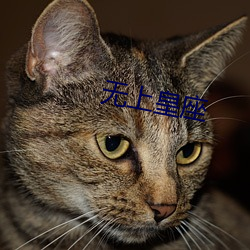 无(無)上皇(皇)座