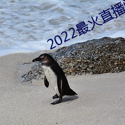 2022最火直播间