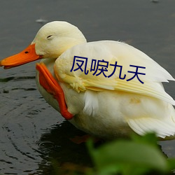 凤(鳳)唳九(九)天