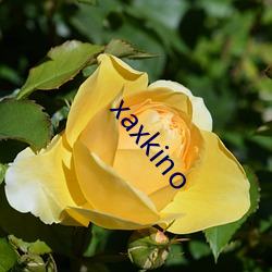 xaxkino