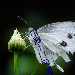 芒果一二区更新 （育秧