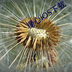 糖心iOS下载 （炫巧斗妍）