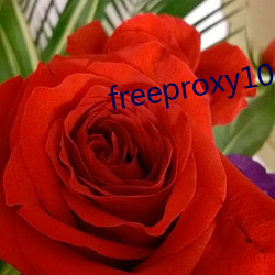 freeproxy100%hd （轻车熟道）