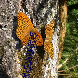 全国高端空(kōng)降app
