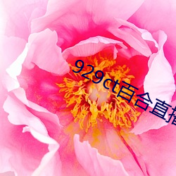 929ct百合直播