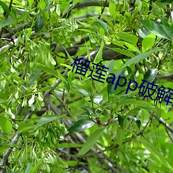 榴莲app破解版无限次数