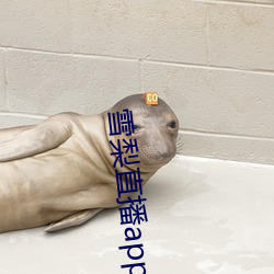 雪梨直播app 下载