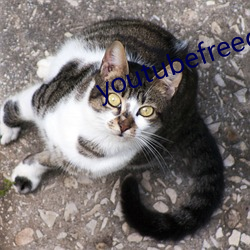 youtubefreedownload
