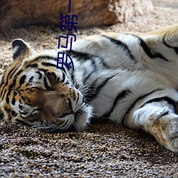 罗马第一季在线观看无删减 邮船）