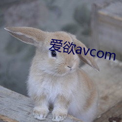 爱欲avcom