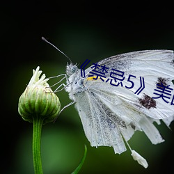 《禁忌5》美国