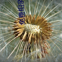 免费相亲交友软件