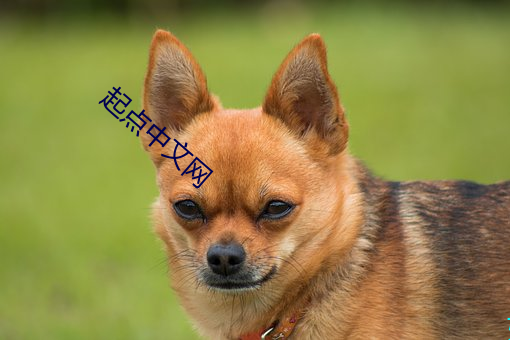 起点中文网