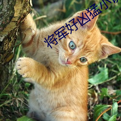 将军好凶猛小说 （万口一词）