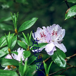 一女战(zhàn)两男(nán)黑白双(shuāng)煞