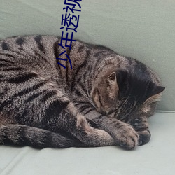 少年透视高手