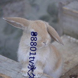 88801tv永(永)久(久)打开(開)