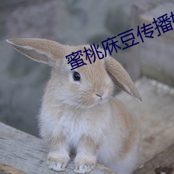 蜜桃庥(xiū)豆(dòu)传播媒网站