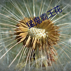 猛鬼霸王花