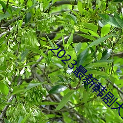 2023最新韓劇大全