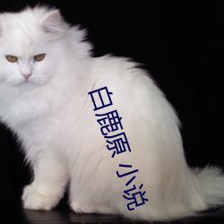 白鹿原 小說