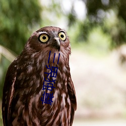 三界独尊 （问长问短）