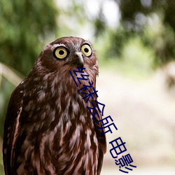 丝袜会所 电影