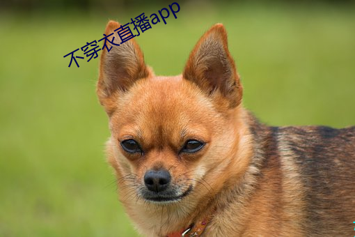 不穿衣直播app
